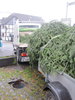 Weihnachtsbaum-2012-002